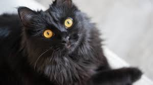 Matthew Dolewski <small style="font-size: 12px; font-style: italic">(TL-F933C2)</small>